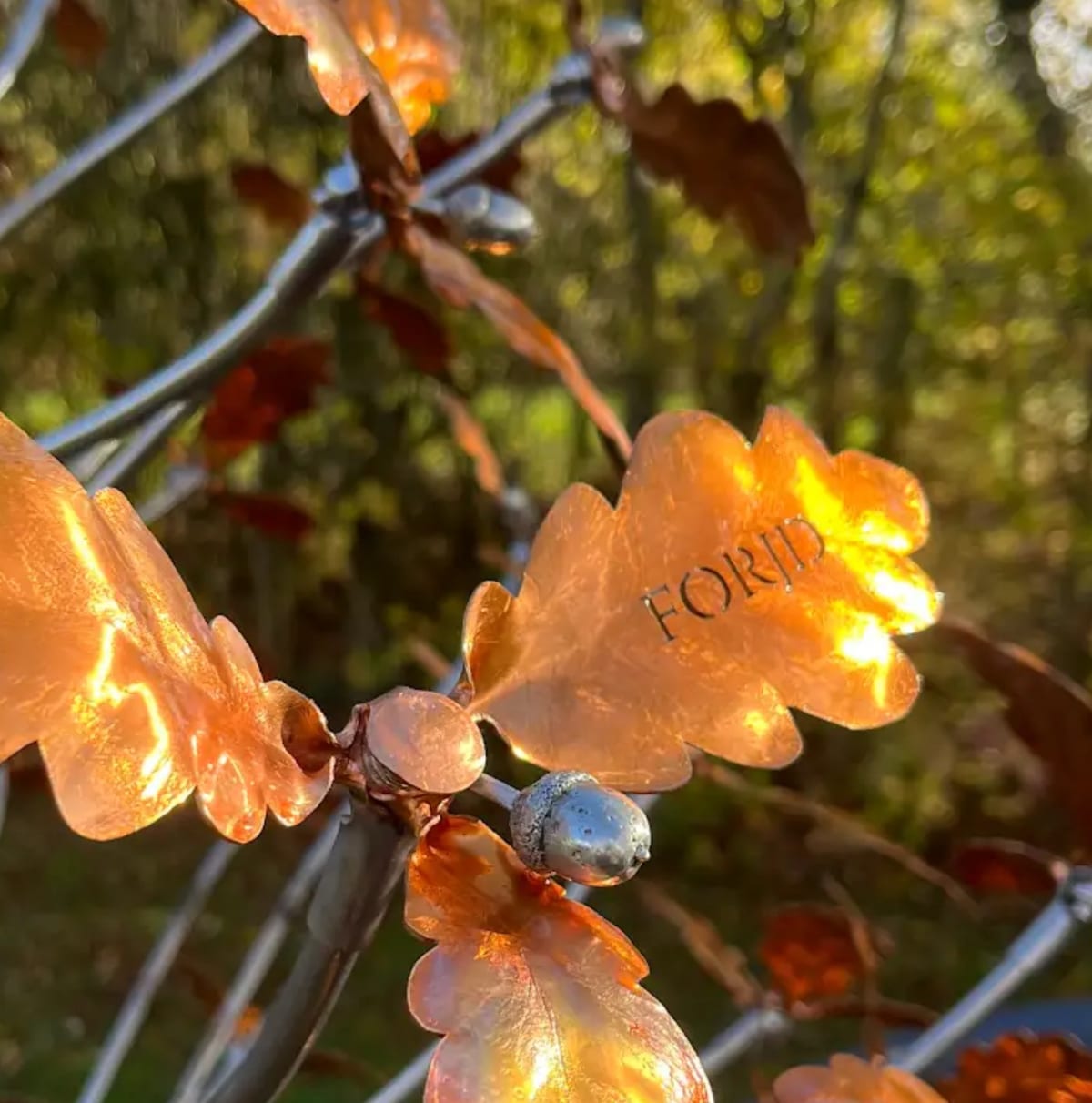 FORJD cut through a copper oak leaf on the tree at Willowbrook, lit from behind